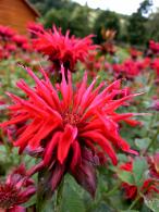 Monarda